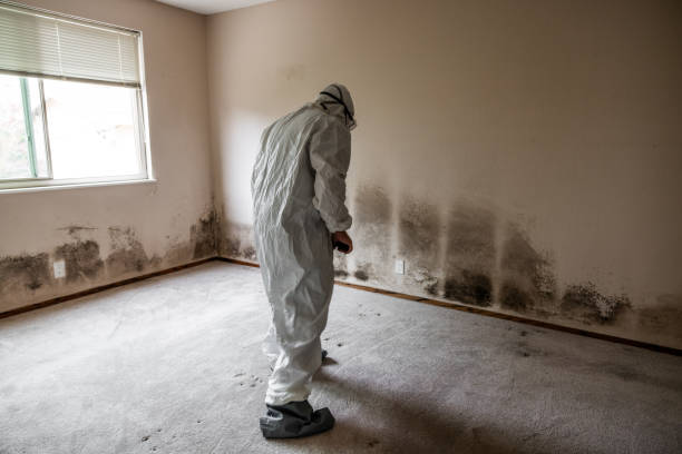 Best Office Mold Removal Services  in Eminence, KY