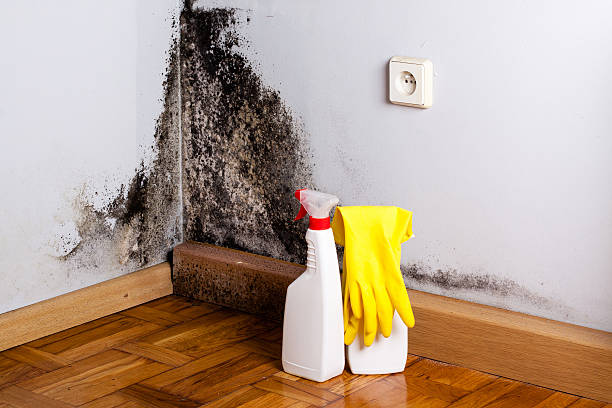 Best Local Mold Removal Service  in Eminence, KY