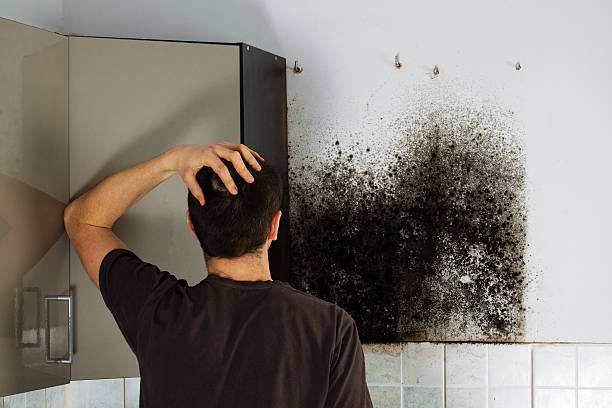 Best Fast Mold Removal  in Eminence, KY